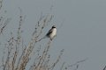 Loggerhead Shrike 2016-02-13